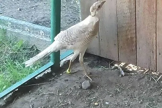 Bażanty bananowe, Wielkopolskie, Ostrów Wielkopolski