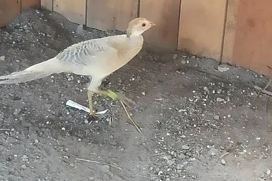Bażanty bananowe, Wielkopolskie, Ostrów Wielkopolski