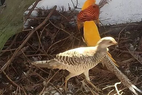 Bażanty bananowe, Wielkopolskie, Ostrów Wielkopolski