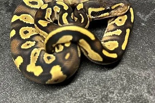 Mojave yellow belly samica