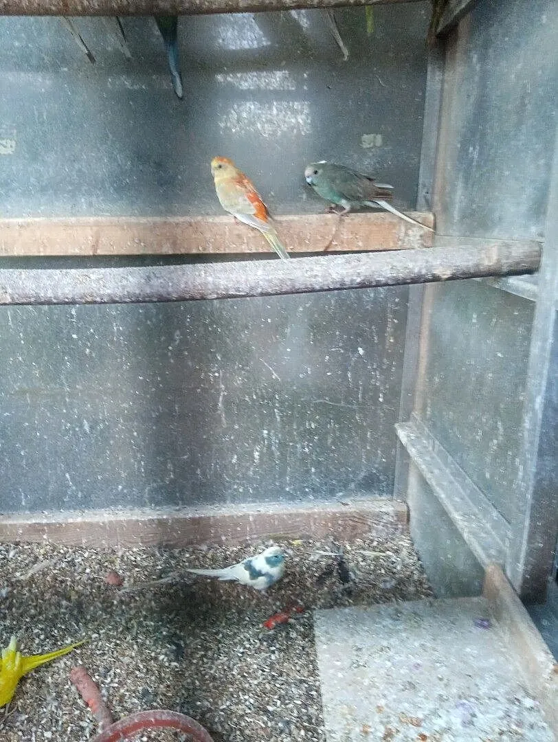 Sprzedam papugi, Wielkopolskie, Lubonieczek