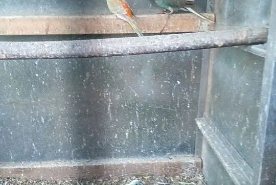 Sprzedam papugi, Wielkopolskie, Lubonieczek