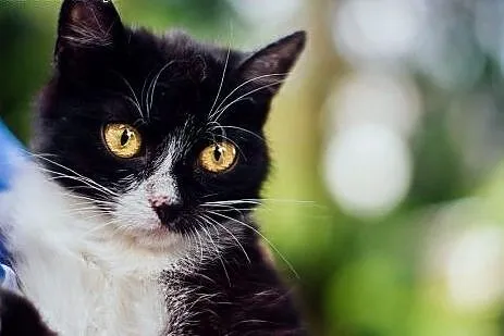 KOLENDRA ok. 6 mc śliczna koteczka z DŁUŻSZĄ sierścią do adopcji,  małopolskie Kraków
