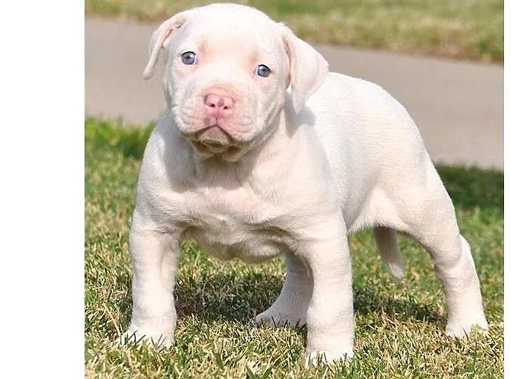 Pitt bull, Pomorskie, Gdańsk