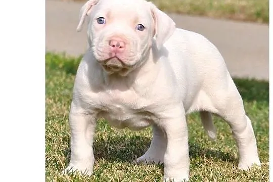 Pitt bull, Pomorskie, Gdańsk