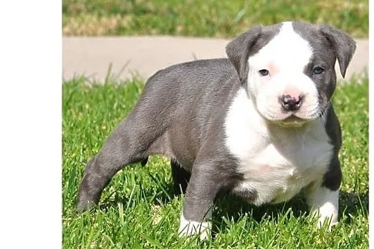 Pitt bull, Pomorskie, Gdańsk