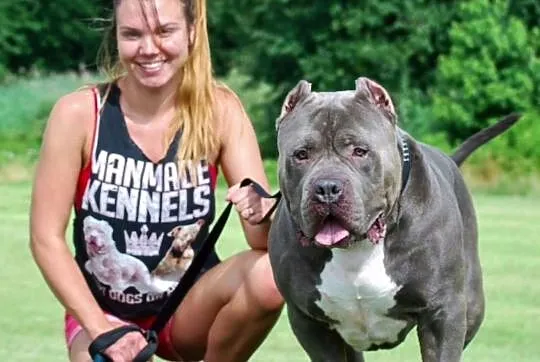 Pitt bull, Pomorskie, Gdańsk