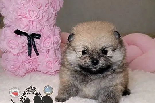 Sunia Szpic miniaturowy pomeranian Orange Sable badania DNA !