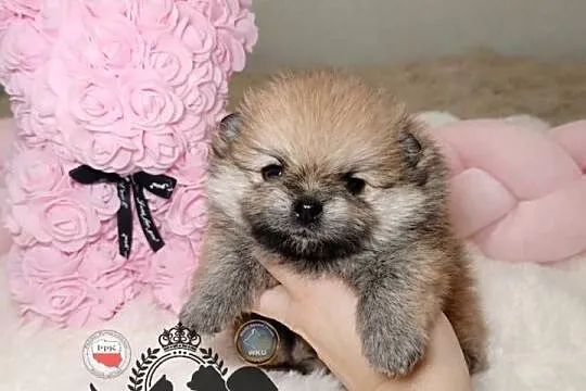 Sunia Szpic miniaturowy pomeranian Orange Sable badania DNA !, Mazowieckie, Warszawa