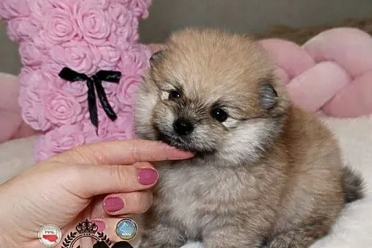 Sunia Szpic miniaturowy pomeranian Orange Sable badania DNA !, Mazowieckie, Warszawa