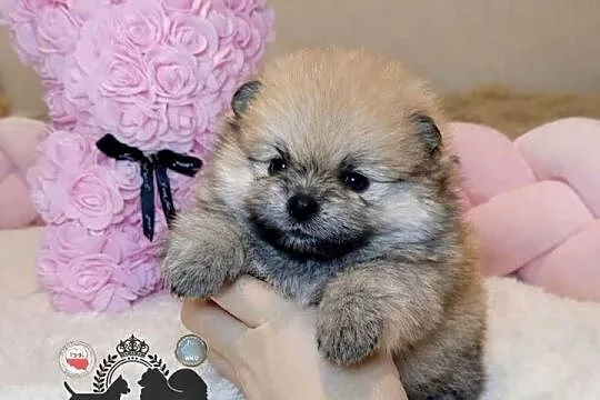 Sunia Szpic miniaturowy pomeranian Orange Sable badania DNA !, Mazowieckie, Warszawa