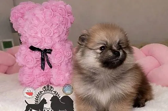 Sunia Szpic miniaturowy pomeranian Orange Sable badania DNA !, Mazowieckie, Warszawa