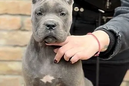 Cane Corso – Szczenięta na sprzedaż, Mazowieckie, Warszawa