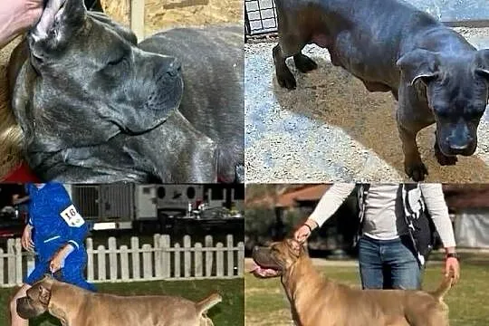 Cane Corso – Szczenięta na sprzedaż, Mazowieckie, Warszawa