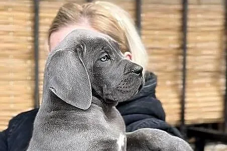 Cane Corso – Szczenięta na sprzedaż, Mazowieckie, Warszawa