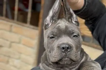 Cane Corso – Szczenięta na sprzedaż, Mazowieckie, Warszawa