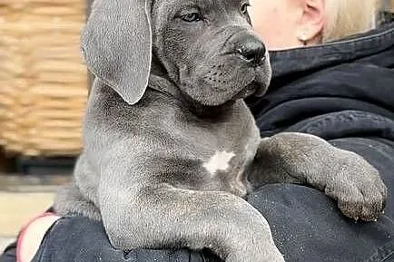 Cane Corso – Szczenięta na sprzedaż, Mazowieckie, Warszawa