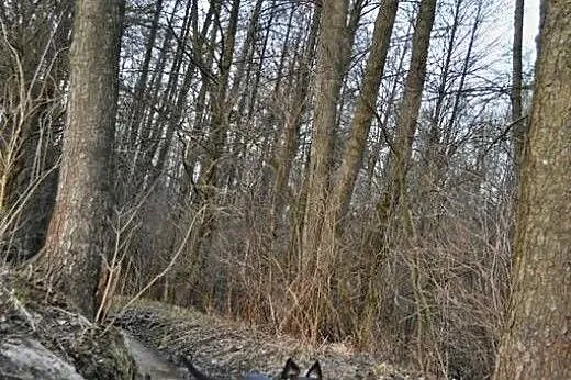 Urocza sunia Tequilla czeka na kochających opiekun
