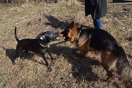 Urocza sunia Tequilla czeka na kochających opiekun