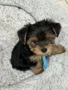 Bardzo zdrowe i urocze szczenięta Yorkie Terrier dla Ciebie.