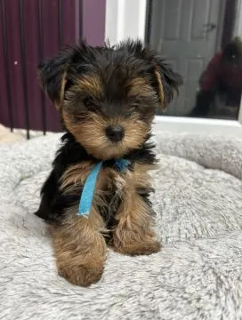 Bardzo zdrowe i urocze szczenięta Yorkie Terrier dla Ciebie., , Wrocław