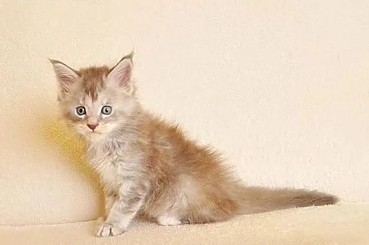 Śliczna koteczka Maine Coon z rodowodem PZF/WCF