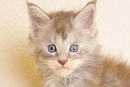 Śliczna koteczka Maine Coon z rodowodem PZF/WCF, Podlaskie, Białystok