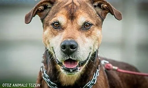 OTOZ Animals - Dolar - mix amstaffa dla pasjonata