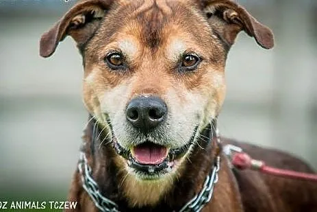 OTOZ Animals - Dolar - mix amstaffa dla pasjonata 