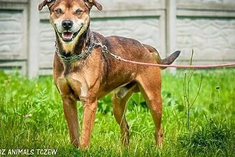 OTOZ Animals - Dolar - mix amstaffa dla pasjonata 