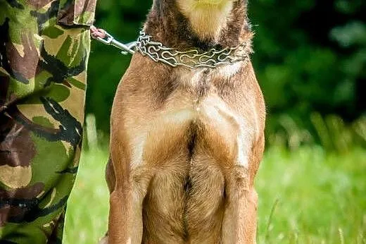 OTOZ Animals - Dolar - mix amstaffa dla pasjonata 