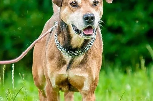 OTOZ Animals - Dolar - mix amstaffa dla pasjonata 