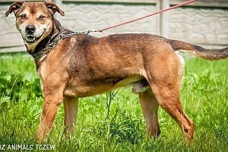 OTOZ Animals - Dolar - mix amstaffa dla pasjonata 