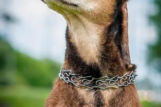 OTOZ Animals - Dolar - mix amstaffa dla pasjonata 