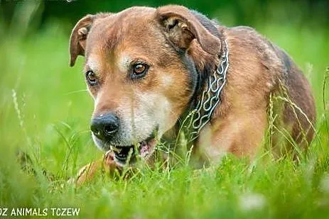 OTOZ Animals - Dolar - mix amstaffa dla pasjonata 