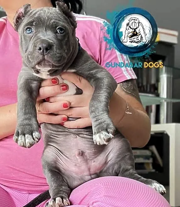American Bully piesek ABKC, Wielkopolskie, Koło