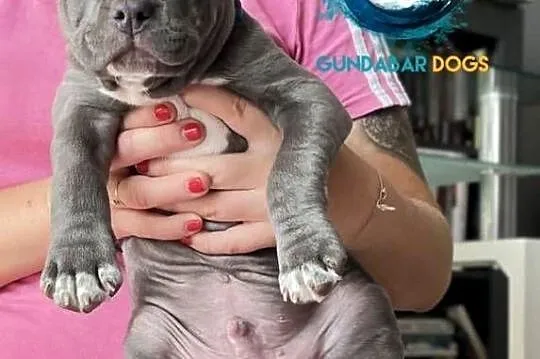 American Bully piesek ABKC, Wielkopolskie, Koło