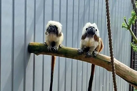 Tamaryny białoczube, Mazowieckie, Siedlce