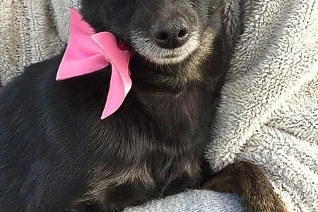 Holly, kochana mikrosunia, przyjazna szuka domu!