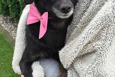 Holly, kochana mikrosunia, przyjazna szuka domu!