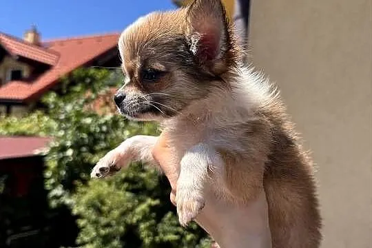Chihuahua, Śląskie, Bielsko-Biała