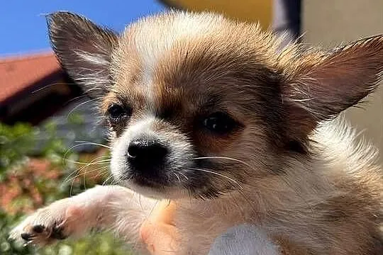 Chihuahua, Śląskie, Bielsko-Biała