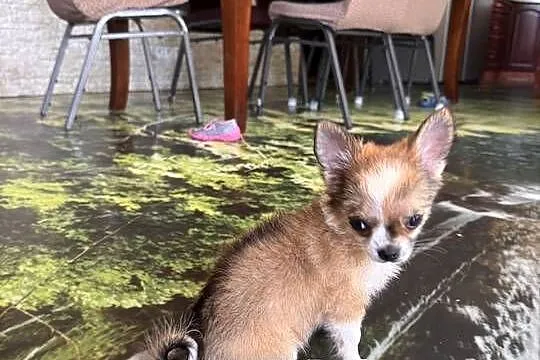Chihuahua, Śląskie, Bielsko-Biała