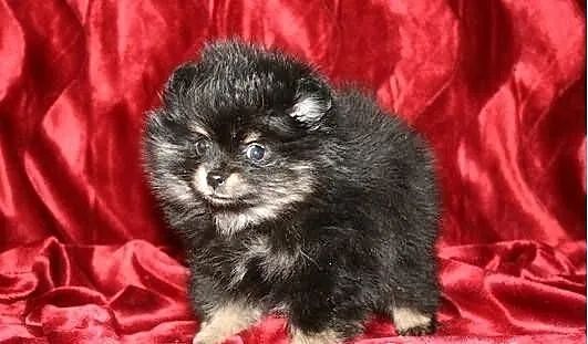 Dwie suczki pomeraniana