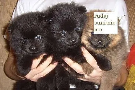 Dwie suczki pomeraniana