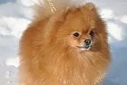 Dwie suczki pomeraniana