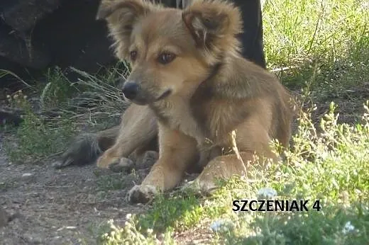 Abi - bezbronna, wystraszona, potrzebny dom lub do