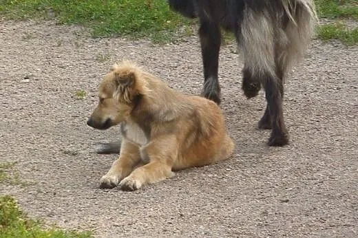 Abi - bezbronna, wystraszona, potrzebny dom lub do