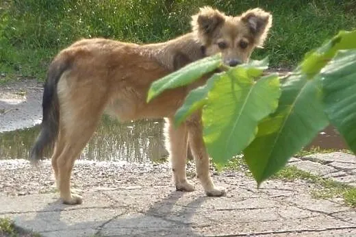 Abi - bezbronna, wystraszona, potrzebny dom lub do