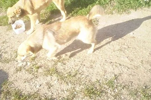 Abi - bezbronna, wystraszona, potrzebny dom lub do